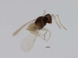 Image of Parasitoid wasp