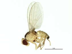 Image of Jewelweed Leafminer