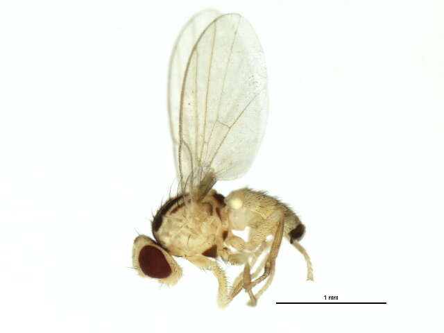 Image of Jewelweed Leafminer