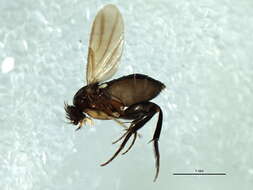Sivun <i>Megaselia giraudii</i> kuva