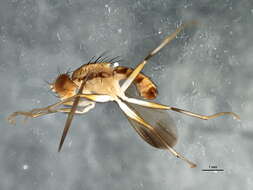 Image of flies
