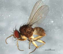 صورة Neodexiopsis calopyga (Loew 1872)