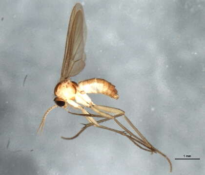 Image of Diadocidiidae