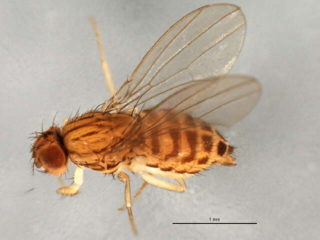 Imagem de Drosophila busckii Coquillett 1901