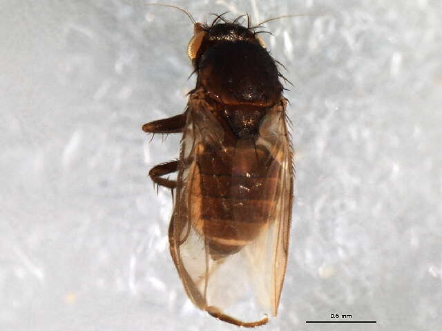 Image of Spelobia frustrilabris Marshall 1985