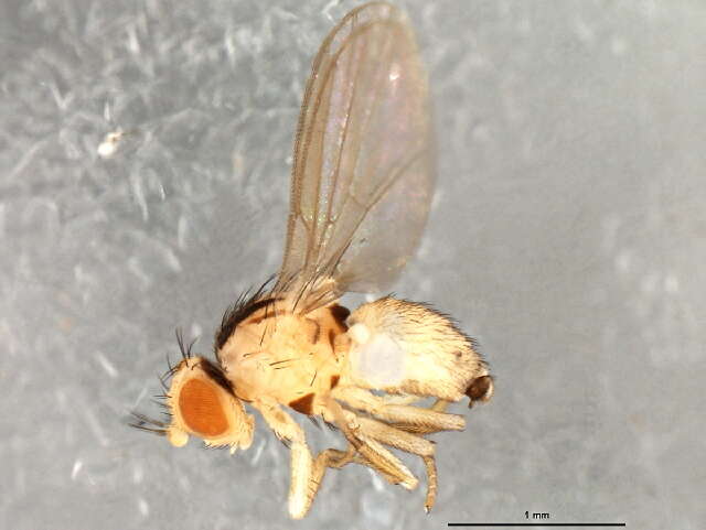 Image of Jewelweed Leafminer