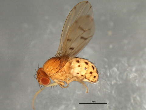 Imagem de Drosophila quinaria Loew 1866