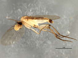 Image of Lecanocerus compressiceps Borgmeier 1962