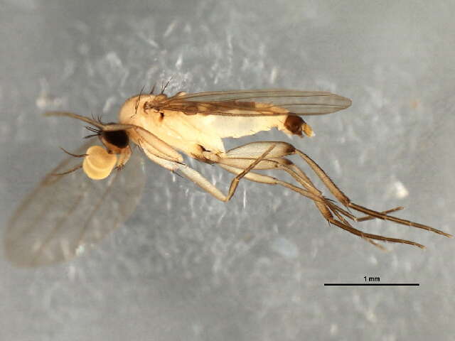 Image of Lecanocerus compressiceps Borgmeier 1962