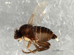 Image of Diocophora