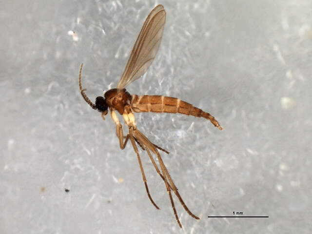 Image of Bradysia angustipennis Winnertz 1867