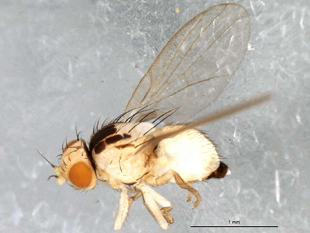 Image of Jewelweed Leafminer