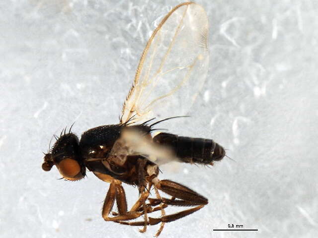 Image of Small dung fly