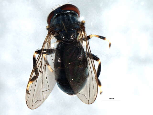 Image of Trichopsomyia apisaon Walker 1849