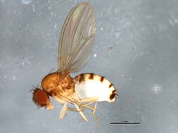 Hirtodrosophila duncani (Sturtevant 1918) resmi