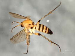 Image of Greenomyia