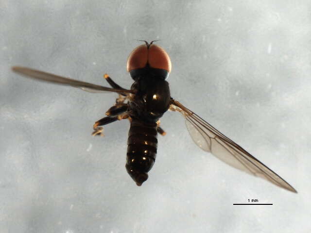 Image of Pipunculus hertzogi Rapp 1943