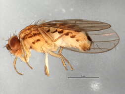 Imagem de Drosophila busckii Coquillett 1901