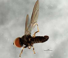 Image of Pipunculus horvathi Kertesz 1907