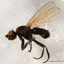 Image of <i>Copromyza sordida</i>