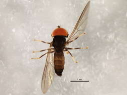 Image of Chalarus latifrons Hardy 1943