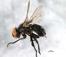 صورة Blaesoxipha hunteri (Hough 1898)