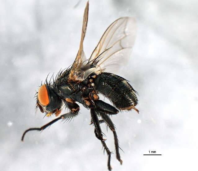 صورة Blaesoxipha hunteri (Hough 1898)