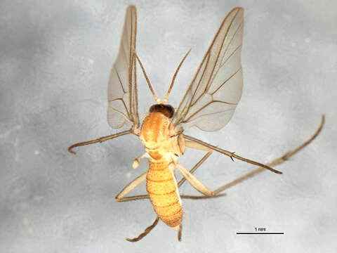 Image of Diadocidiidae