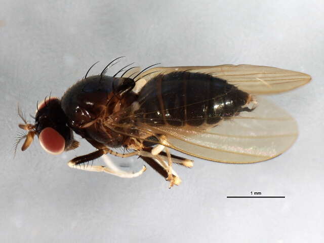 Image de Melanomyza gracilipes (Loew 1861)