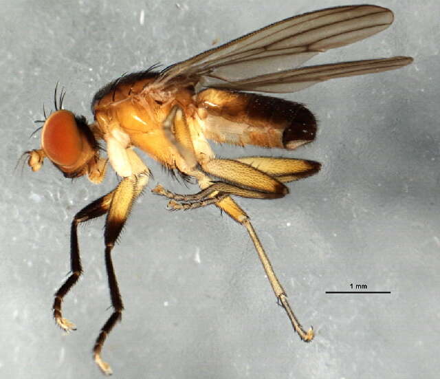 Image of Pteromicra pectorosa (Hendel 1902)
