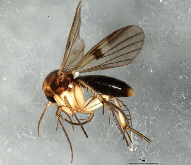 Image of Platurocypta