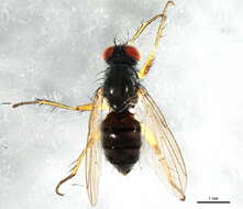 صورة Neodexiopsis calopyga (Loew 1872)