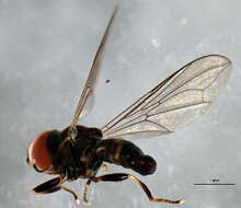 Image of Pipunculus hertzogi Rapp 1943