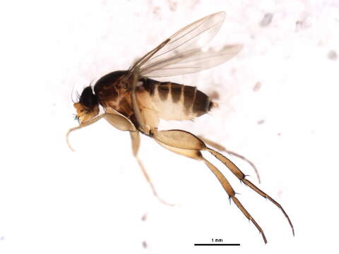 Image of Dohrniphora incisuralis (Loew 1866)