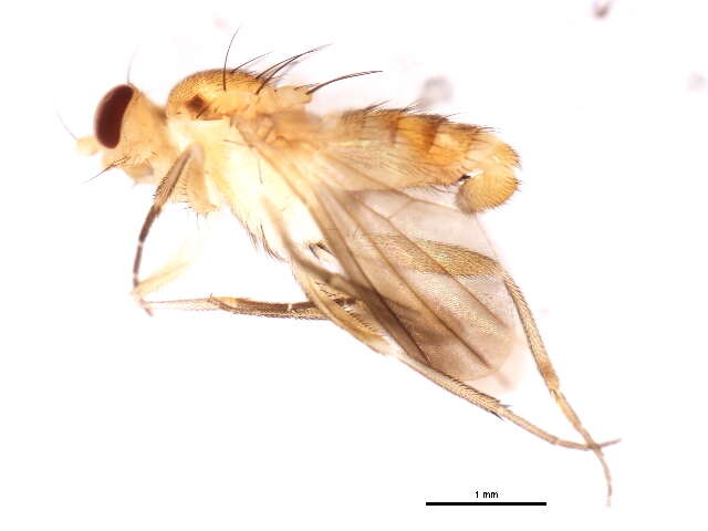 Sobarocephala lachnosternum Melander & Argo 1924 resmi