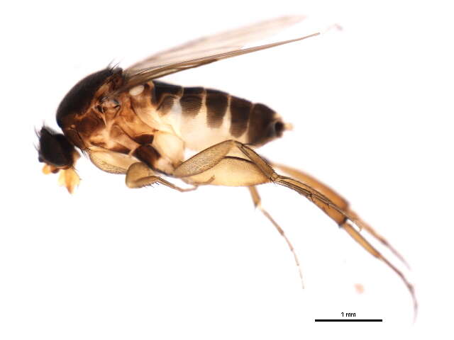 Image of Dohrniphora incisuralis (Loew 1866)