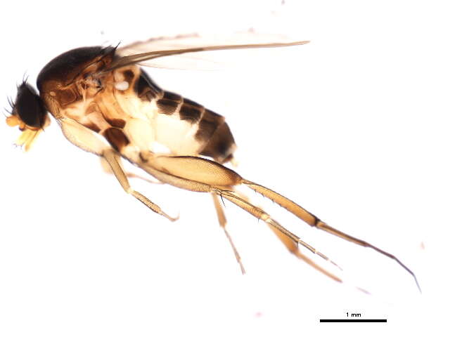 Image of Dohrniphora incisuralis (Loew 1866)