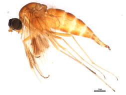 Image of Chrysopilus