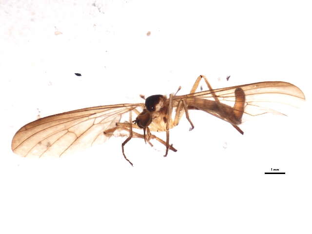 Image of Long-tailed Dance Fly