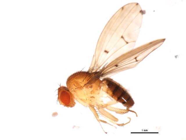 Imagem de Drosophila palustris Spencer 1942