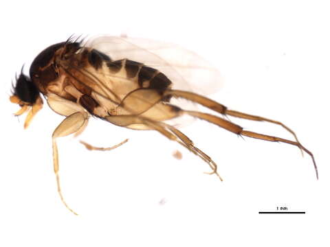 Image of Dohrniphora incisuralis (Loew 1866)