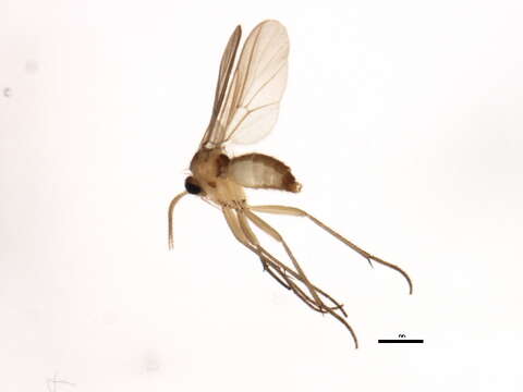 Image of Diadocidiidae
