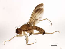 Image of Clusia lateralis Walker 1849