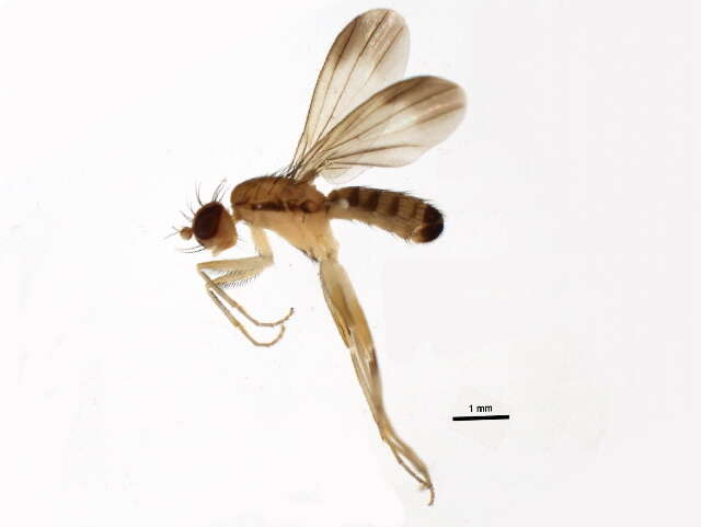 Image of Clusia lateralis Walker 1849