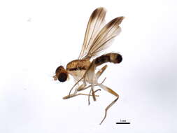 Image of Clusia lateralis Walker 1849