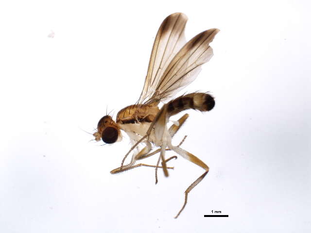 Image of Clusia lateralis Walker 1849