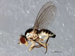 Image of Serpentine leaf miner