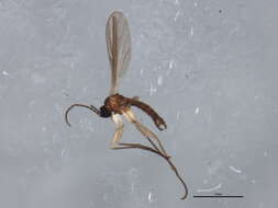 Image of Bradysia angustipennis Winnertz 1867