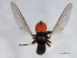 Image of Pipunculus hertzogi Rapp 1943