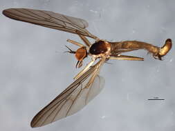 Image of Long-tailed Dance Fly